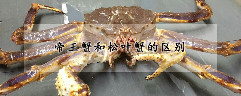 帝王蟹和鬆葉蟹的區別