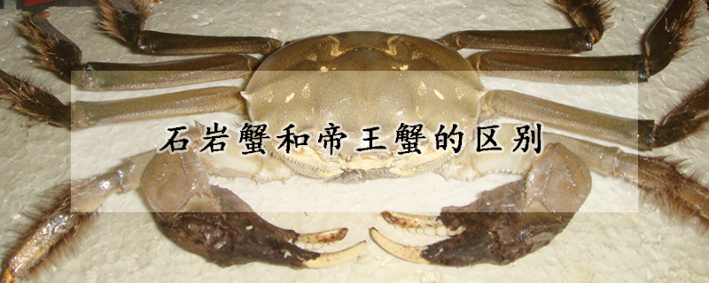 石岩蟹和帝王蟹的區別
