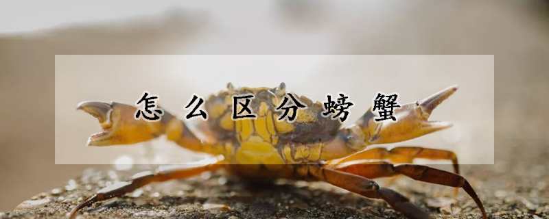 怎麼區分螃蟹