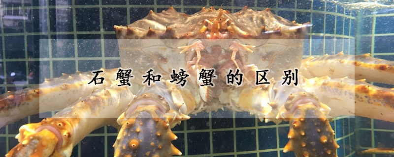 石蟹和螃蟹的區別