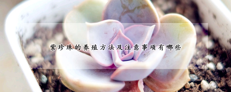 紫珍珠的養殖方法及注意事項有哪些
