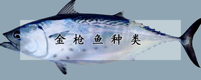 金槍魚種類