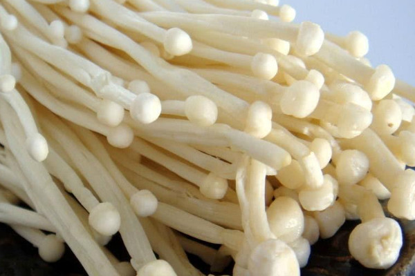 食用菌菇類十大排名 可食用菌類大全