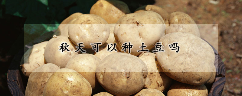 秋天可以種土豆嗎