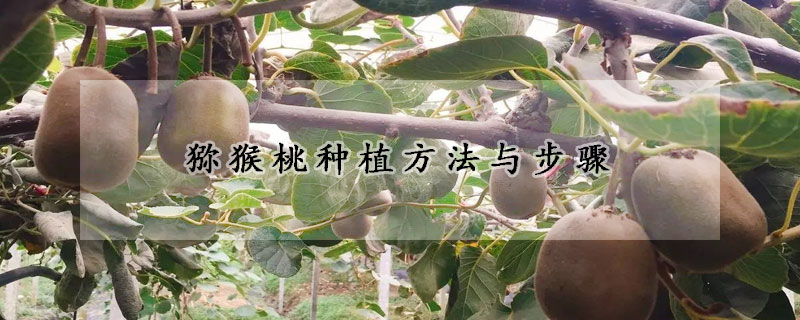 獼猴桃種植方法與步驟