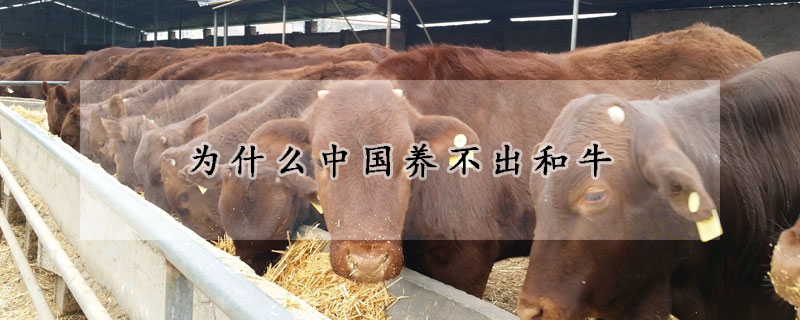 為什麼中國養不出和牛