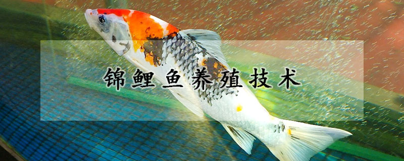 錦鯉魚養殖技術