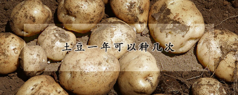 土豆一年可以種幾次