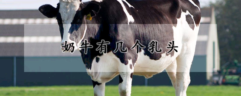 奶牛有幾個乳頭