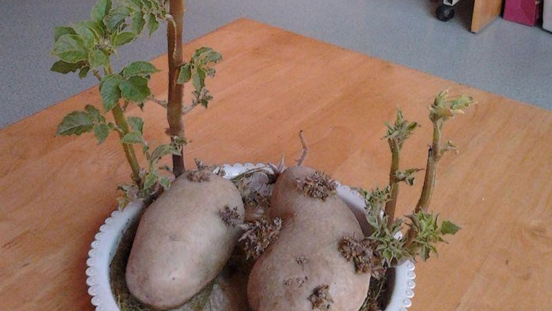 土豆水培 方法 步驟