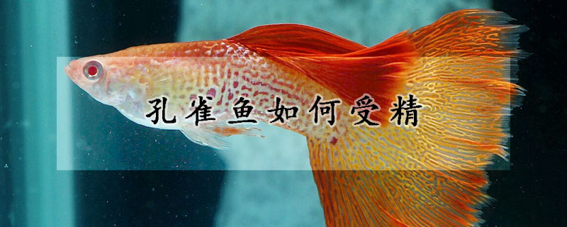 孔雀魚如何受精