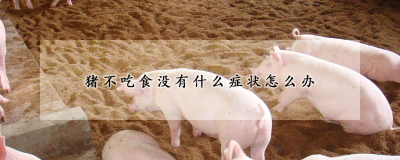 豬不吃食沒有什麼症狀怎麼辦