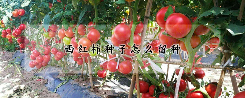 西紅柿種子怎麼留種
