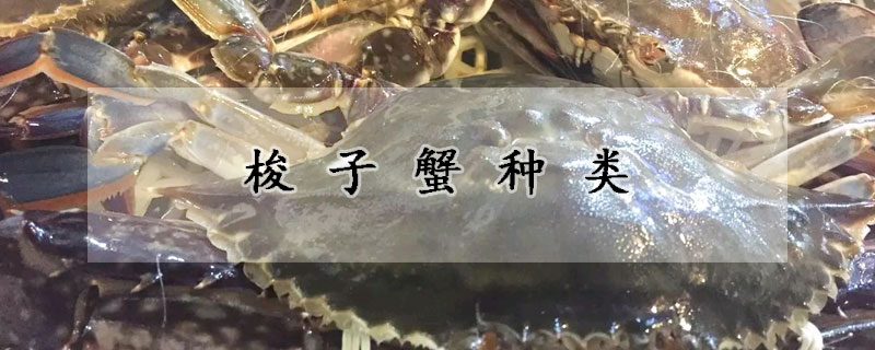 梭子蟹種類