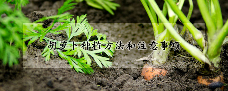 胡蘿卜種植方法和注意事項