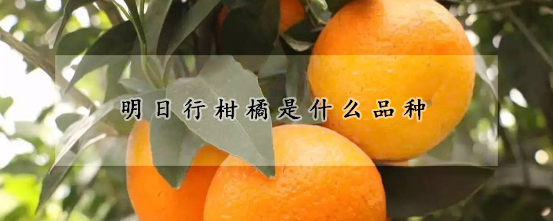 明日行柑橘是什麼品種