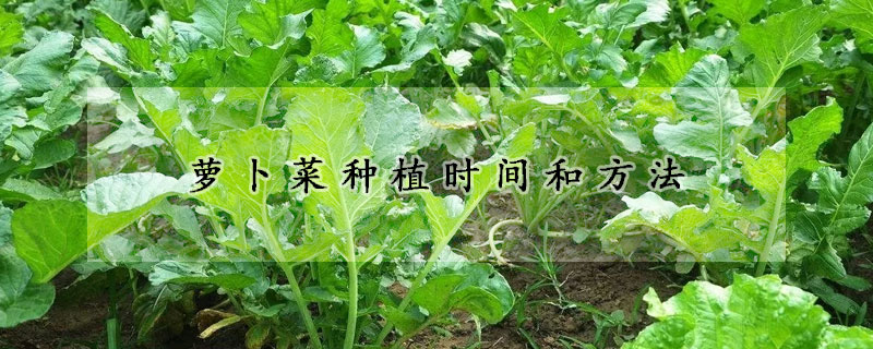 蘿卜菜種植時間和方法