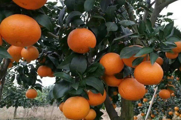 目前最高端的柑桔品種 目前最好的柑橘品種