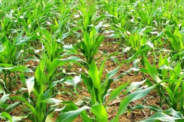 夏玉米品種前十名 夏玉米品種排行榜