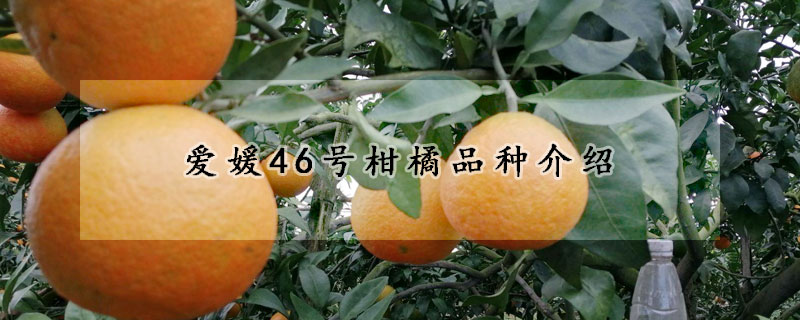 愛媛46號柑橘品種介紹