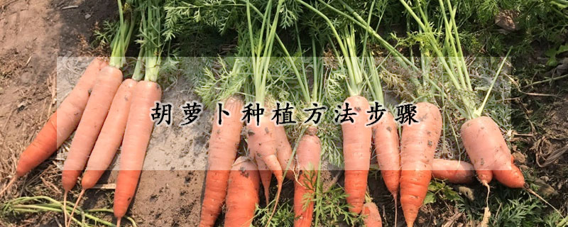 胡蘿卜種植方法步驟