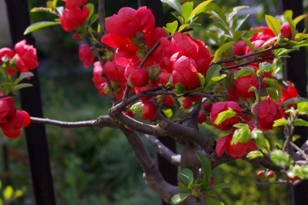 海棠樹適合栽在庭院嗎