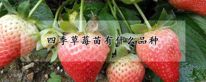 四季草莓苗有什麼品種