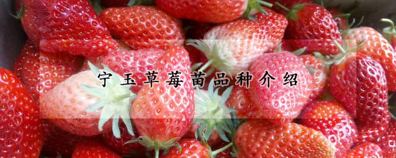 寧玉草莓苗品種介紹