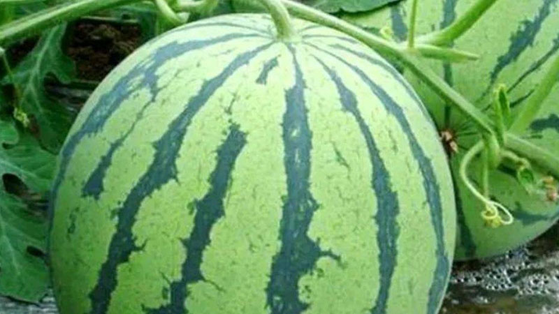 無籽西瓜是怎麼種出來的