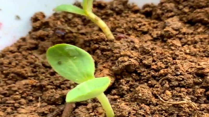 西瓜種子怎麼種植