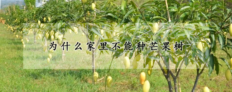 為什麼家裏不能種芒果樹
