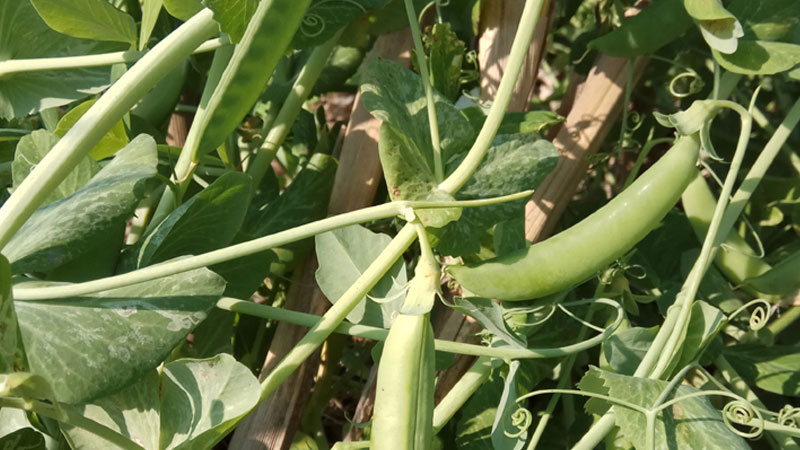 豌豆傳播種子的方法