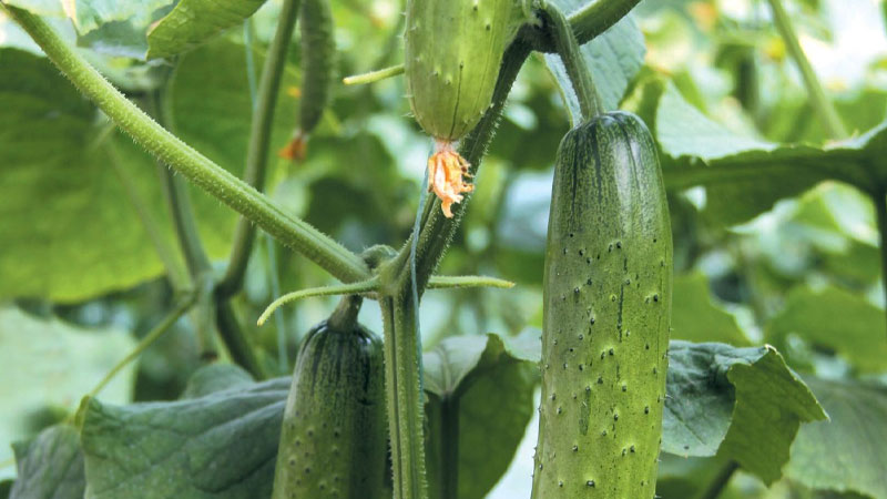秋黃瓜的種植時間和管理方法