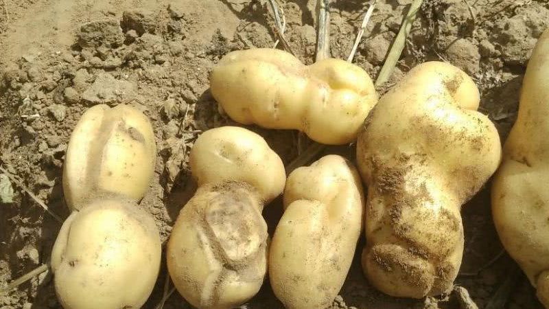 馬鈴薯種植時間和方法