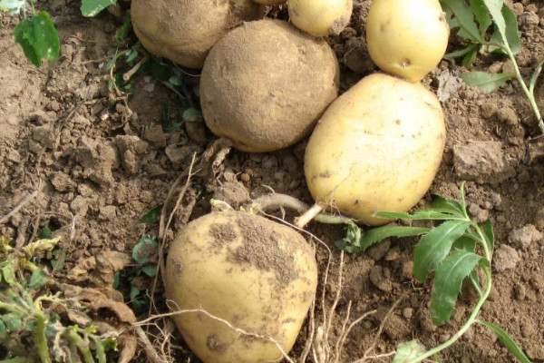 馬鈴薯種植時間和方法