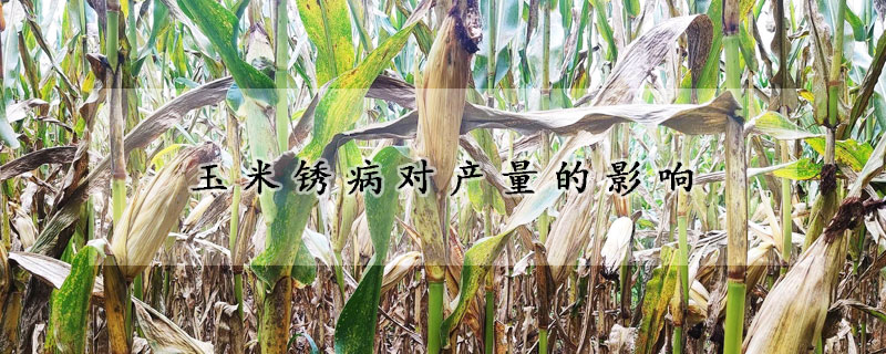 玉米鏽病對產量的影響