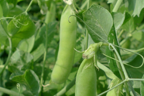甜豌豆種植時間和方法
