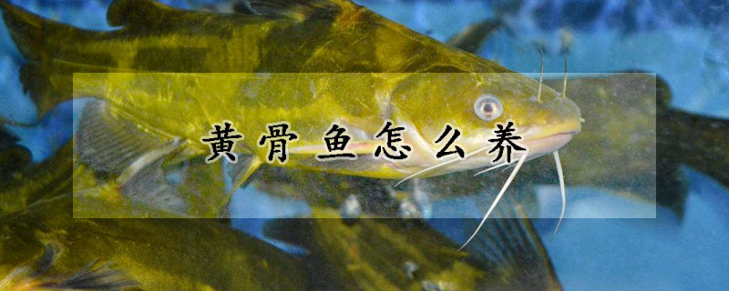 黃骨魚怎麼養