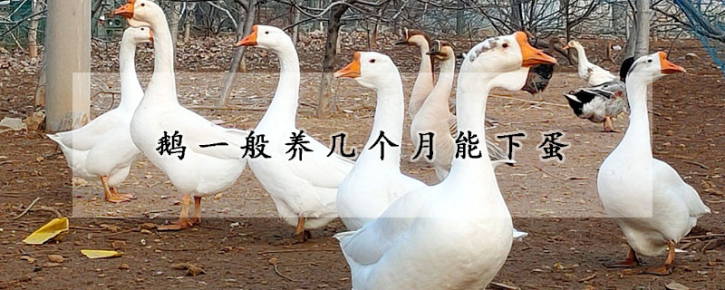 鵝一般養幾個月能下蛋