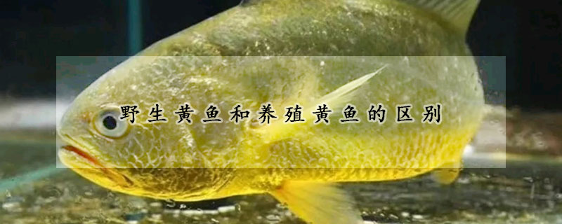野生黃魚和養殖黃魚的區別