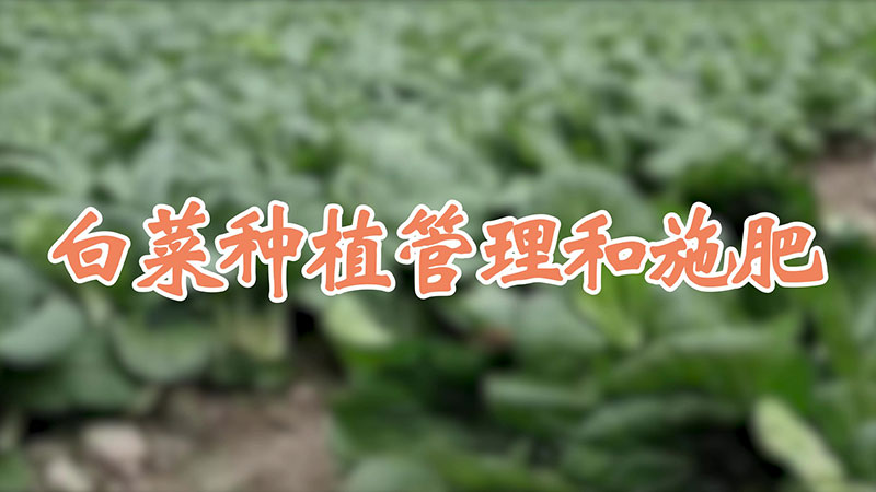 白菜種植管理和施肥
