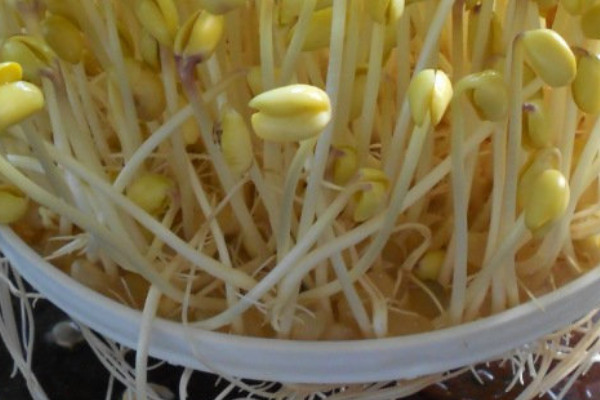 黃豆芽發芽過程