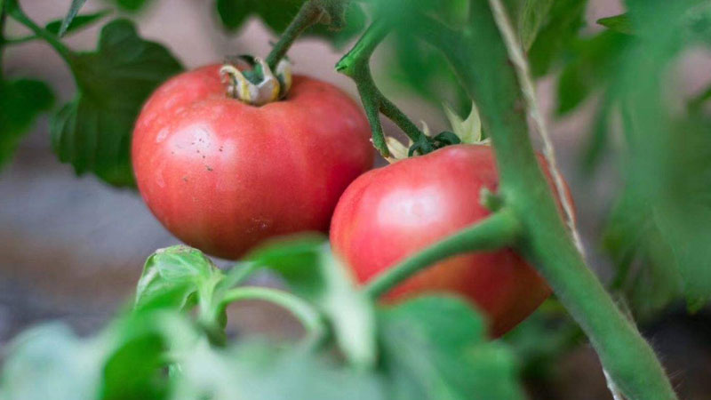 番茄種子育苗方法全過程