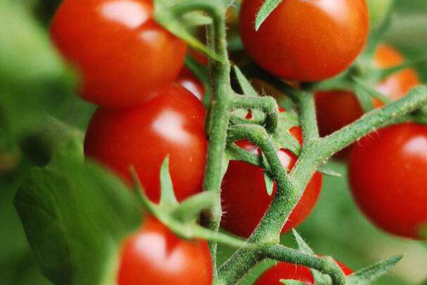 番茄種子育苗方法全過程