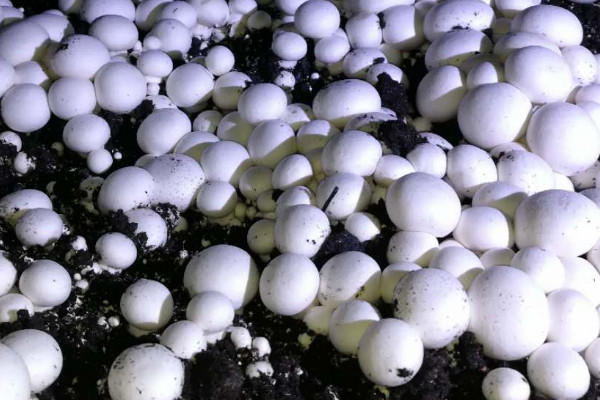 蘑菇怎麼種植在家