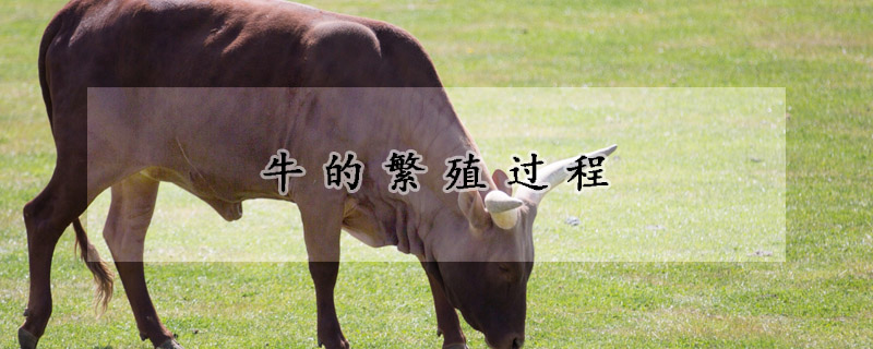 牛的繁殖過程