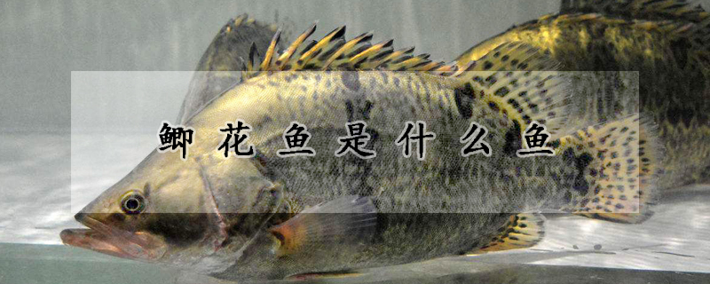 鯽花魚是什麼魚