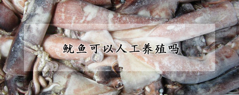 魷魚可以人工養殖嗎