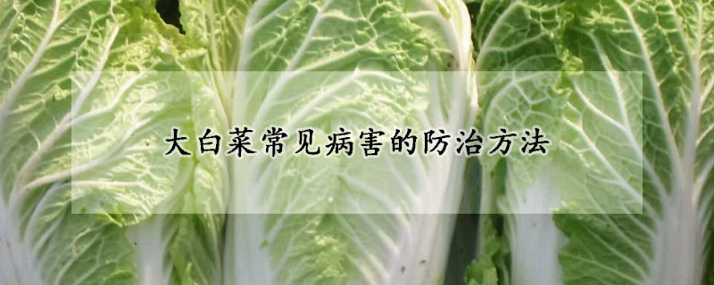 大白菜常見病害的防治方法