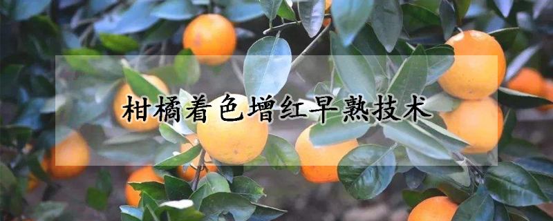 柑橘著色增紅早熟技術